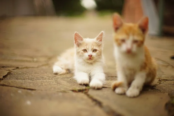 Dois Gatinhos Bonitos Descansando Jardim Verão — Fotografia de Stock