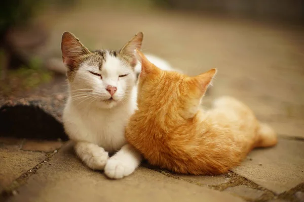 Gatinho Branco Gengibre Estão Descansando Abraço Jardim Verão — Fotografia de Stock