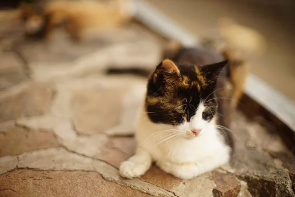 三色猫躺在夏日院子里的石板地板上 — 图库照片