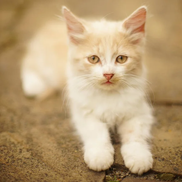 美丽的米色绒毛小猫在户外休息的肖像 — 图库照片