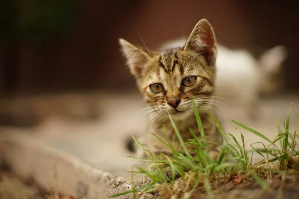 Tabby Chaton Reposant Dans Jardin Été — Photo