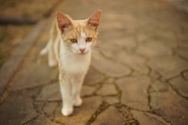 Kırmızı kedi bir yaz günü kaldırımda durur.