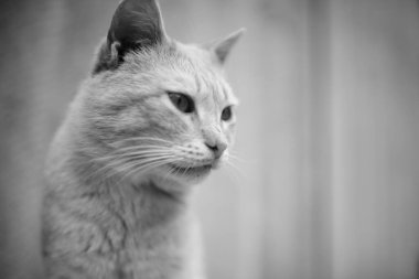 Şirin yakın çekim yüzü. Sahte fotoğraf.