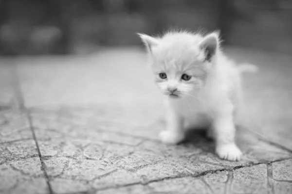 Porträtt Härlig Fluffig Kattunge Utomhus — Stockfoto