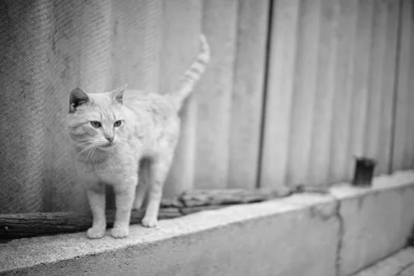 可爱的猫沿着乡村院子里的石板篱笆散步 — 图库照片