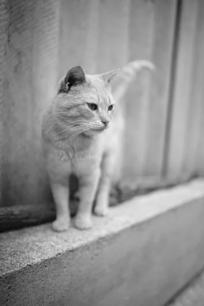 Kırsal Alanda Tahta Çitin Üzerinde Sevimli Bir Kedi — Stok fotoğraf