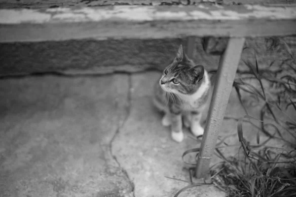 Curioso Gato Bajo Viejo Banco Madera Foto Blanco Negro —  Fotos de Stock