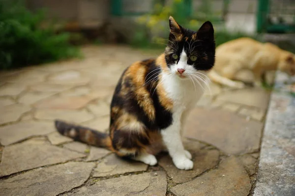 夏天花园的石板地板上坐着三色猫 家畜在户外休息 Maneki Neko猫 — 图库照片