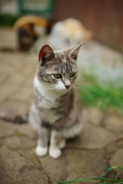 정원의 바닥에 재떨이 고양이 — 스톡 사진