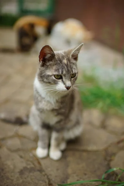 Cinza Tricolor Gatinho Sentado Chão Pedra Jardim Verão — Fotografia de Stock