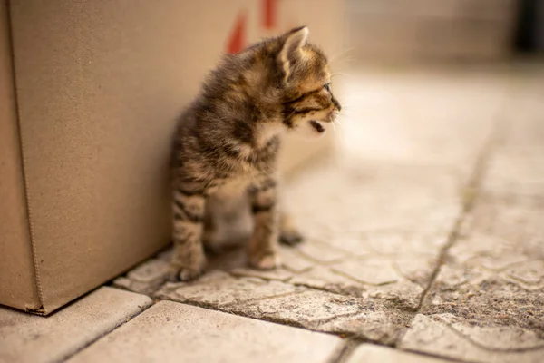 素敵なタビー子猫は石の床の上を屋外で歩く — ストック写真