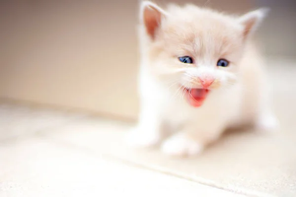Meowing Beige White Fluffy Kitten Portrait Funny Domestic Animals — Stock Photo, Image