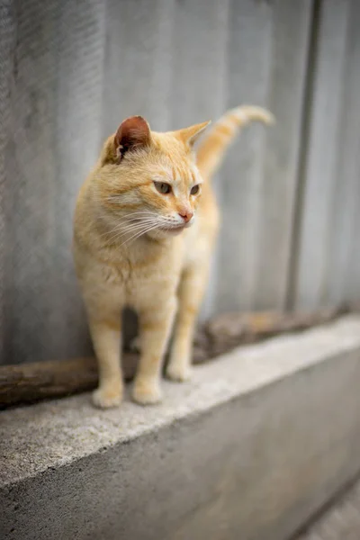 Gato Gengibre Bonito Cerca Ardósia Pátio Rural — Fotografia de Stock