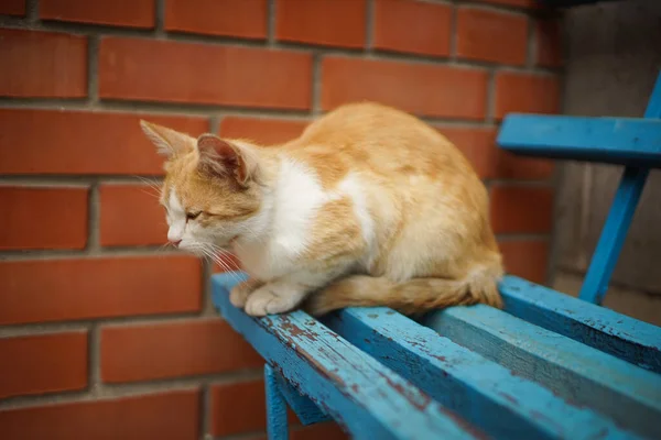 Ginger Gato Sentado Banco Madeira Azul Perto Uma Parede Tijolo — Fotografia de Stock