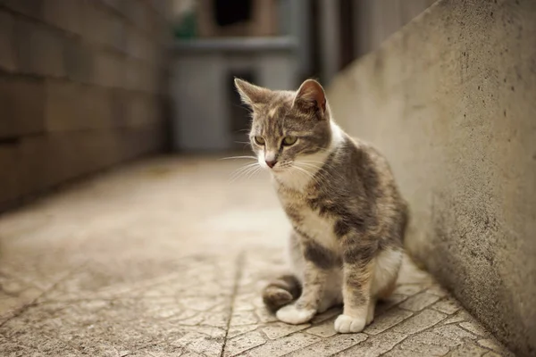 春园石板地板上坐着三色旗灰猫咪 — 图库照片