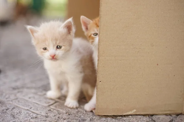 Twee Kittens Gluurt Van Achter Een Kartonnen Doos Buiten — Stockfoto