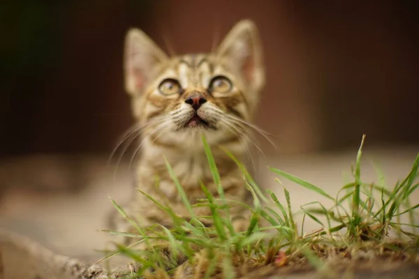 Tabby Koťátko Sní Letní Zahradě — Stock fotografie