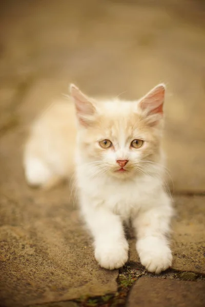 Retrato Precioso Gatito Esponjoso Beige Aire Libre — Foto de Stock