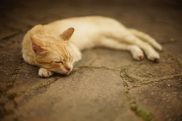 Імбирний Кіт Спить Дорозі Влітку — стокове фото