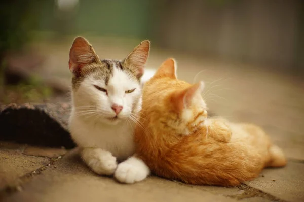 Gato Blanco Gatito Jengibre Están Descansando Jardín Verano —  Fotos de Stock