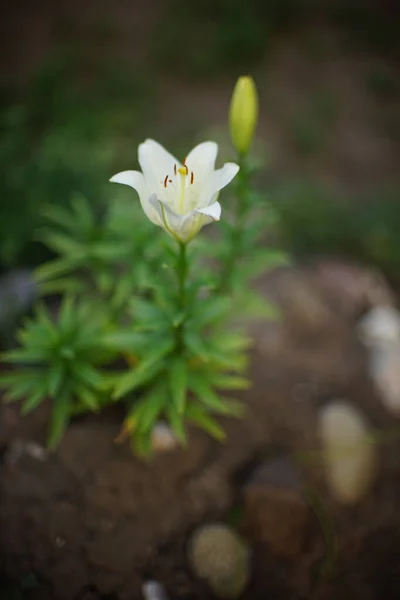백합화는 정원에서 자란다 여름의 — 스톡 사진