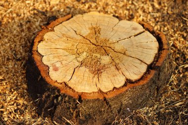 Güneşli bir bahçedeki çatlaklarda kuru kütük.