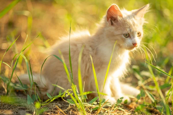 Cute Fluffy Kitten Sitting Sunny Summer Garden — Stock Photo, Image