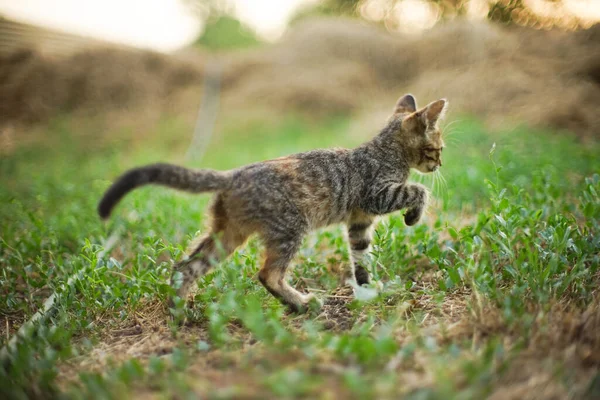 タビー子猫は夏の畑を歩き — ストック写真