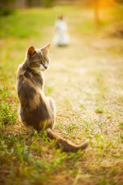 Krásná Jasanová Tříbarevná Kočka Odpočívající Letní Zahradě Při Západu Slunce — Stock fotografie
