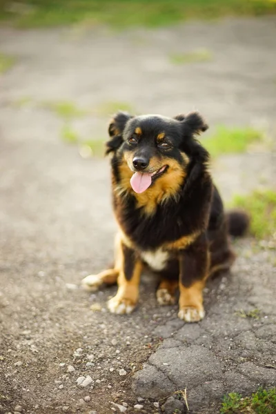 Szczęśliwy Trójkolorowy Pies Siedzi Letniej Drodze Wywieszonym Językiem — Zdjęcie stockowe