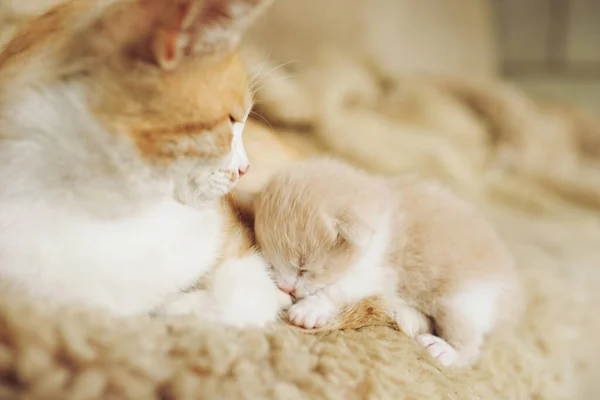 Gatinho Bege Recém Nascido Encontra Com Gato Gengibre Cama — Fotografia de Stock