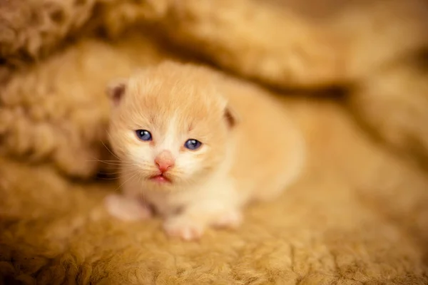 Newborn Beige Kitten Lies Sheepskin Bed — Stock Photo, Image