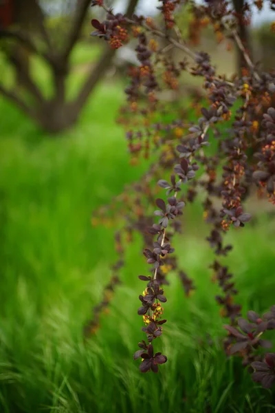 Berberitzenzweige Mit Kleinen Lila Blättern Einem Frühlingsgarten — Stockfoto