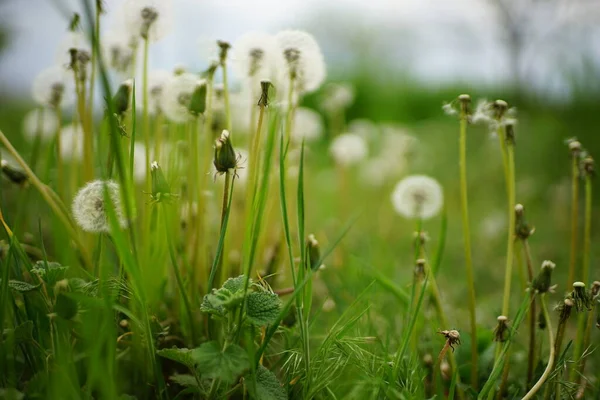 Αφράτη Πικραλίδα Λουλούδια Αναπτύσσονται Καταπράσινο Κήπο — Φωτογραφία Αρχείου