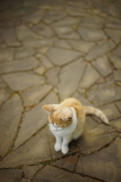 Gatto Rossiccio Seduto Sul Pavimento Piastrellato Outdors — Foto Stock