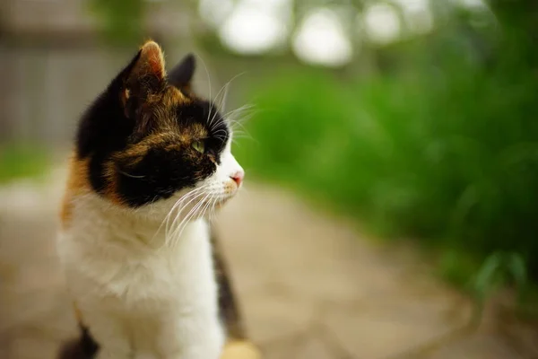 Tricolor Kitty Porträtt Sommarträdgården — Stockfoto