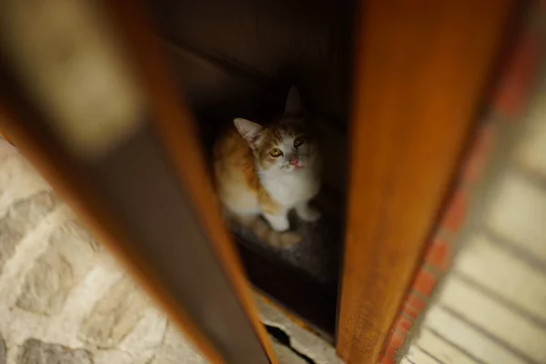 Ingwerkatze Sitzt Hauseingang Und Wartet Auf Die Besitzer — Stockfoto