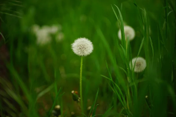 Fluffy Dandelion Flowers Grow Tall Green Grass — Stock Photo, Image
