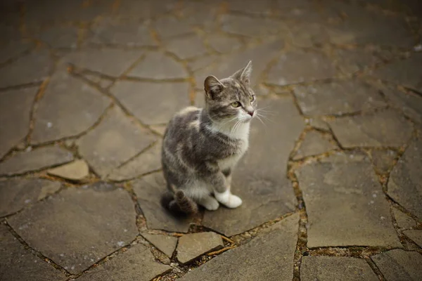 可爱的灰猫坐在铺好瓷砖的地板外 — 图库照片