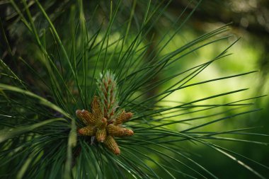 Güneşli yaz bahçesinde yemyeşil çam ağacı dalları..