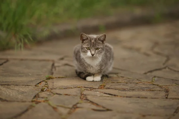 孤独な猫が道に座っている — ストック写真