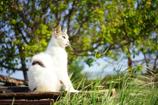 美しい白い斑点のある子猫は日当たりの良い庭 サイドビューに座って — ストック写真