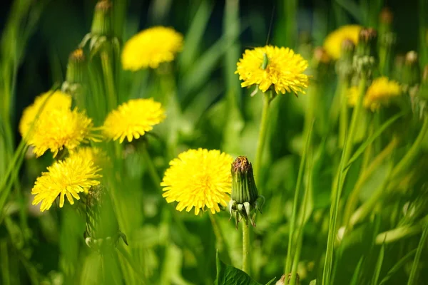 Sarı Karahindiba Çiçekleri Güneşli Bir Bahar Tarlasında Yetişiyor — Stok fotoğraf