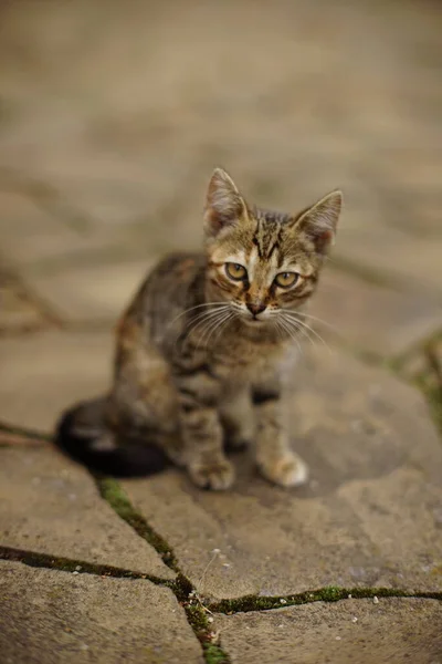 Lovely Gray Tabby Kitten Walk Summer Street — Stock Photo, Image