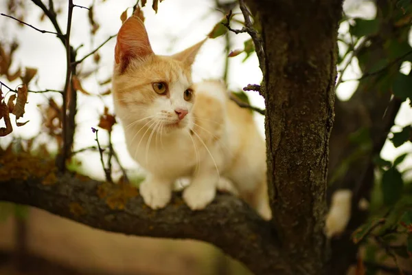 Aranyos Vörös Fehér Macska Játszik Egy Fán Házi Macska Portréja — Stock Fotó