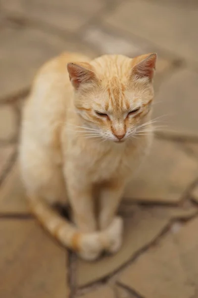 夏日院子里可爱的生姜猫肖像 — 图库照片