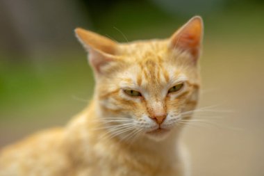 Tatlı kızıl kedi yaz bahçesinde yakın plan portresi