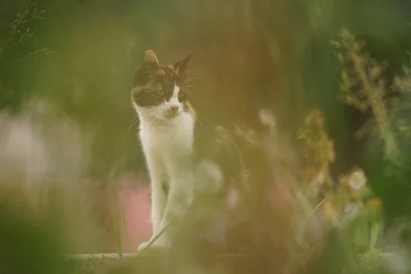 Tricolor Katze Sitzt Sommergarten — Stockfoto