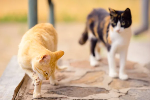 Röd katt tvättar en tass. Calico Kitty på en suddig bakgrund stirrar på honom i en sommar bakgård — Stockfoto