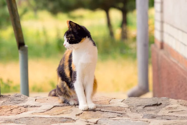 Tricolor macska ül kint a küszöbön. Maneki neko cica pihenni a nyári udvaron. — Stock Fotó